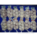 Good Quality Regular White Garlic